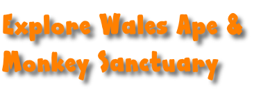 Explore Wales Ape &  Monkey Sanctuary